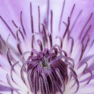 Clematis